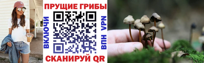 Галлюциногенные грибы Psilocybe  Ростов 